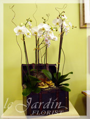 Five Stems Orchids Collection in  Le Jardin Treasure Chest Planter