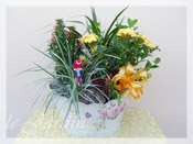 French Garden Planter :: Live Plants Flower Arrangement