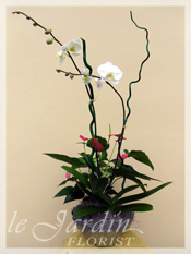 Orchid Plant Arrangements by Le Jardin Florist