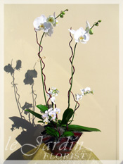 Orchid Plant Arrangements by Le Jardin Florist