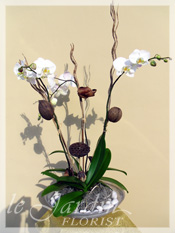 Orchid Plant Arrangements by Le Jardin Florist