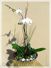 Orchid Plant Arrangements by Le Jardin Florist