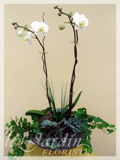 Orchid Plant Arrangements by Le Jardin Florist