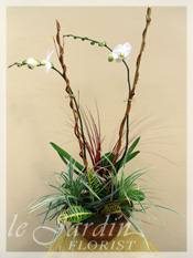 Orchid Plant Arrangements by Le Jardin Florist